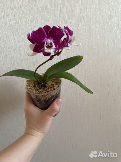 Орхидея фаленопсис