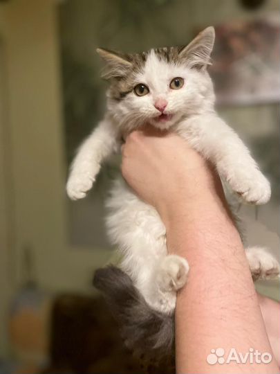 Красивые котята