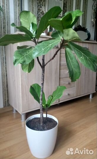 Комнатные растения