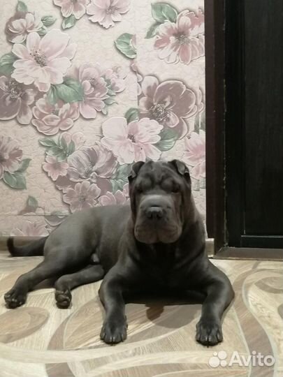 Случка собак