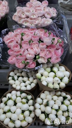 Пионы, Букет пионов, 9 пионов, 15 пионов