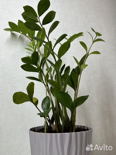 Замиокулькас