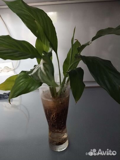 Спатифиллум