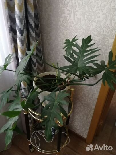 Филодендрон