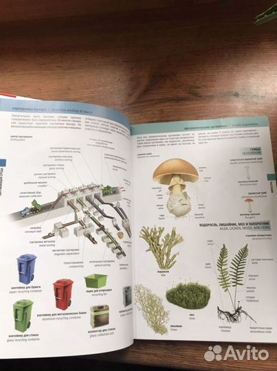 Иллюстрированный англо-русский словарь