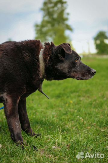 Спокойный и послушный пес бесплатно