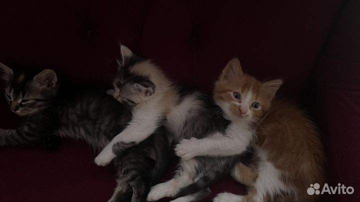 Кошки