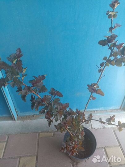 Пузыреплодник