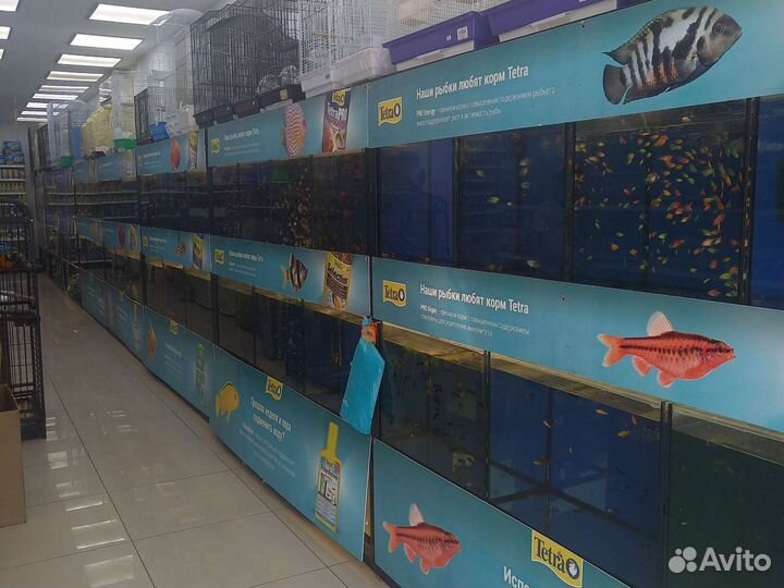 Аквариумные рыбки