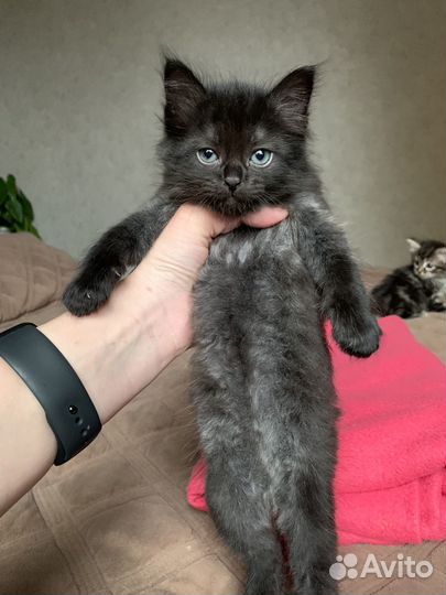 Котята в добрые руки даром
