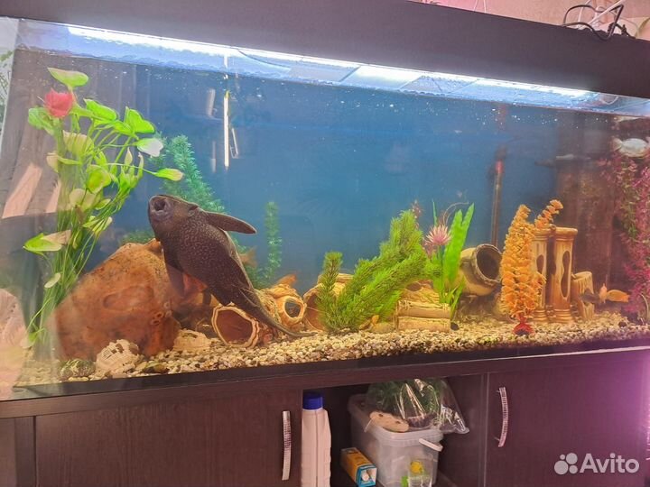 Аквариум с тумбой и рыбами
