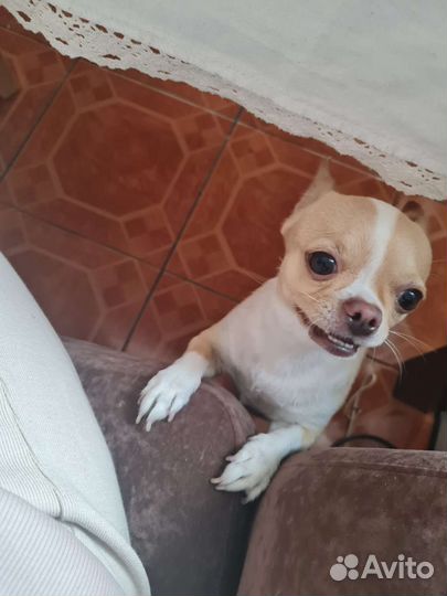 Вязка чихуахуа