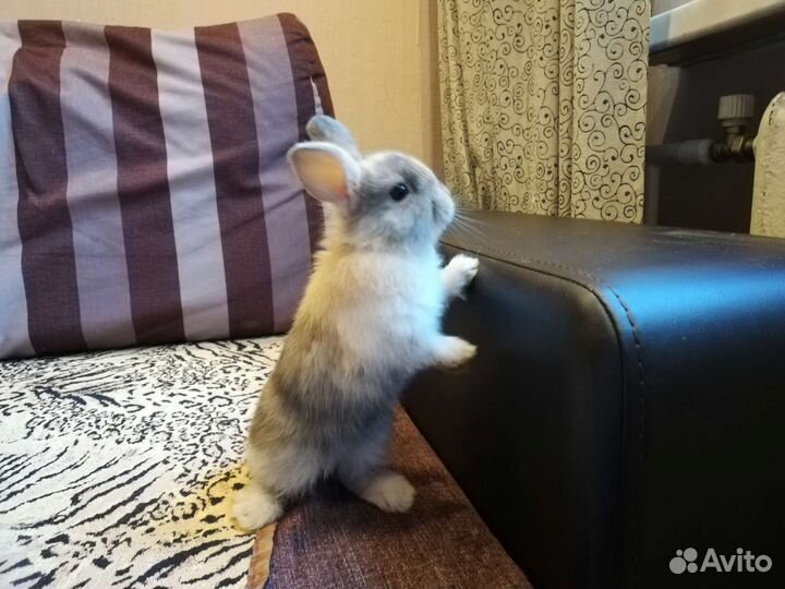 Декоративный кролик