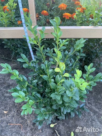 Саженцы самшита