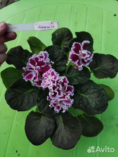 Сортовые фиалки