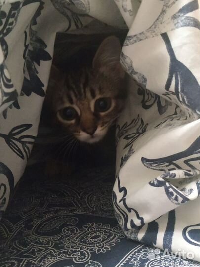 Смышлёные котята