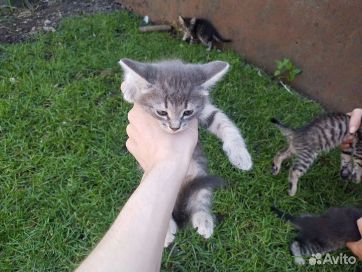 Кошка в дар бесплатно