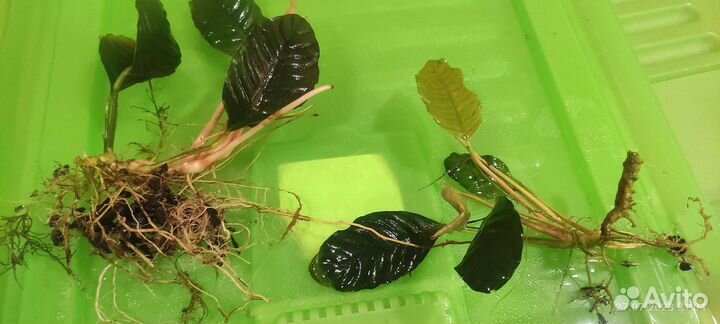 Анубиас кофефолия, Пинто - обрезки