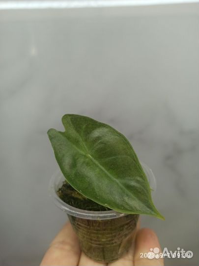 Алоказия Pink dragon