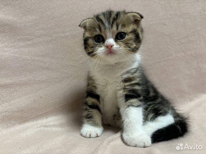 Шотландский хайленд страйт для вязки