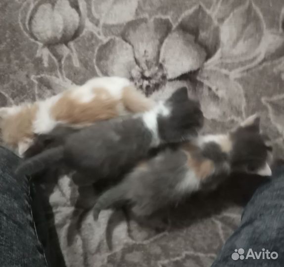 Отдам котят (доставка)