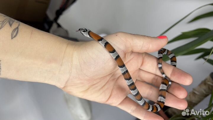 Королевская змея Alterna