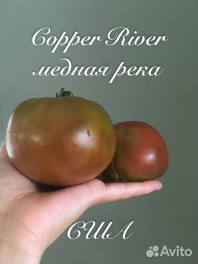 Семена редких коллекционных сортов томатов