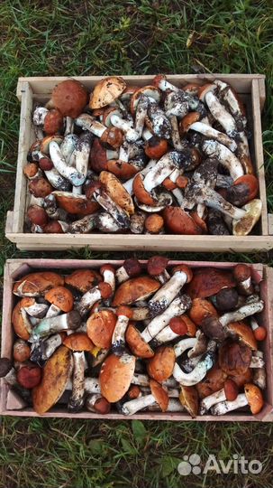 Грибы красноголовики