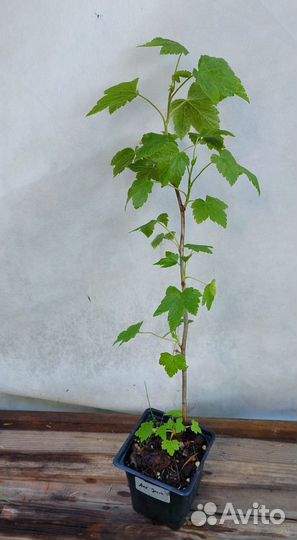 Смородина сортовая, возможен опт