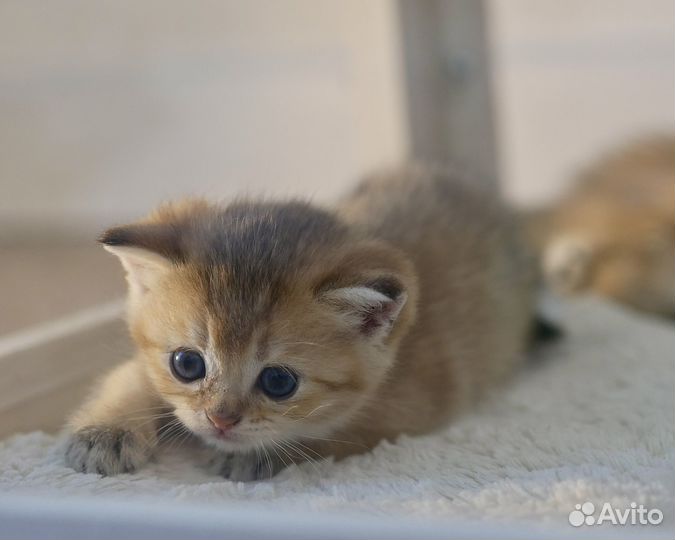 Шотландские вислоухие и прямоухие котята