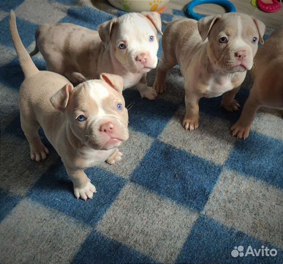 Американский Булли