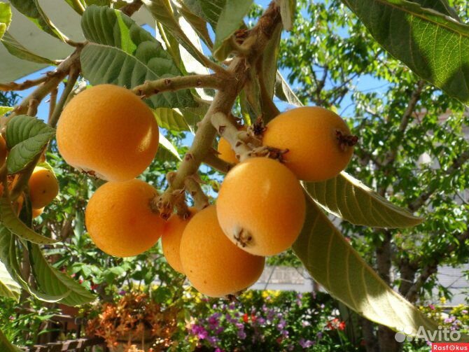 Мушмула японская, лонган, фейхоа, личи, авокадо