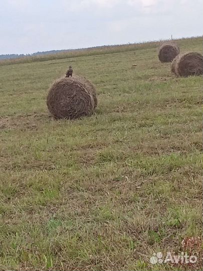Сено в тюках