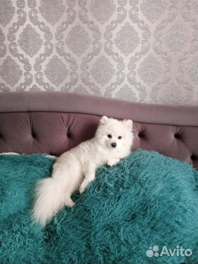 Немецкий шпиц вязка