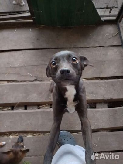 Собака в добрые руки