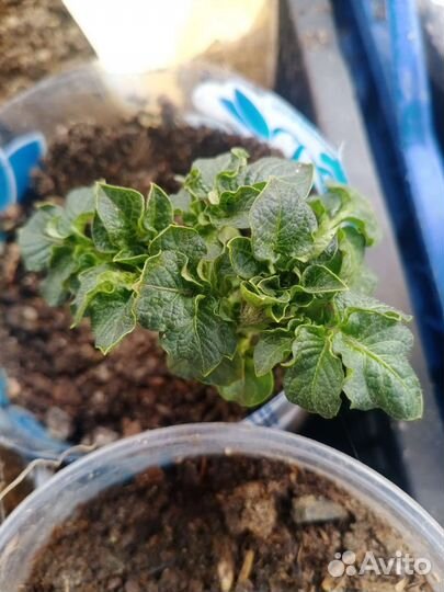 Сортовой картофель 'Сынок