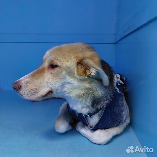 Аленка. Несчастная собака