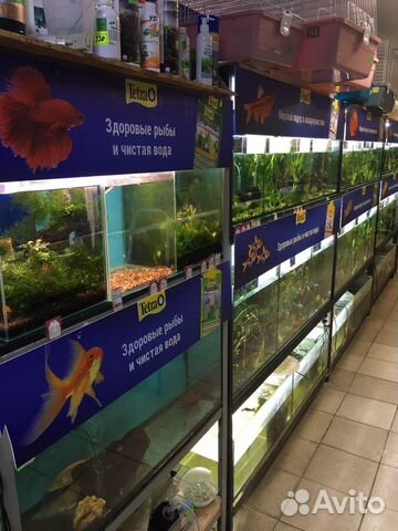 Аквариумные рыбки и растения в Краснодаре
