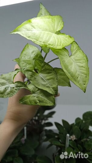 Сингониум Фриклес