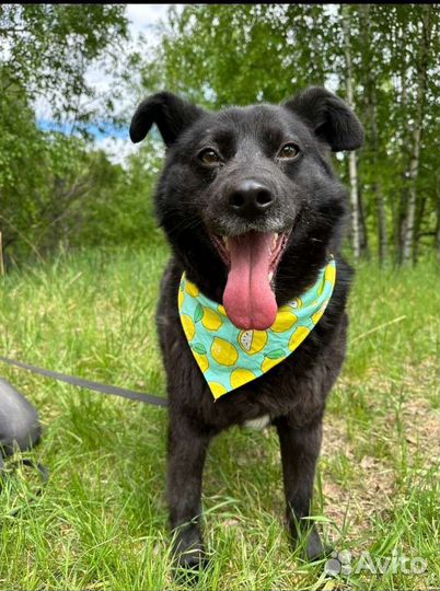 Собака пёс из приюта