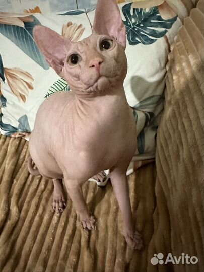 Канадский сфинкс вязка