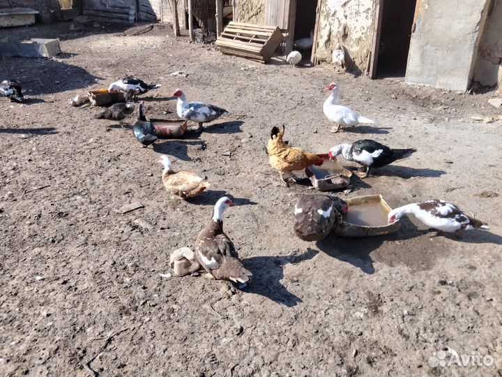 Гуси, индоутки, поросята