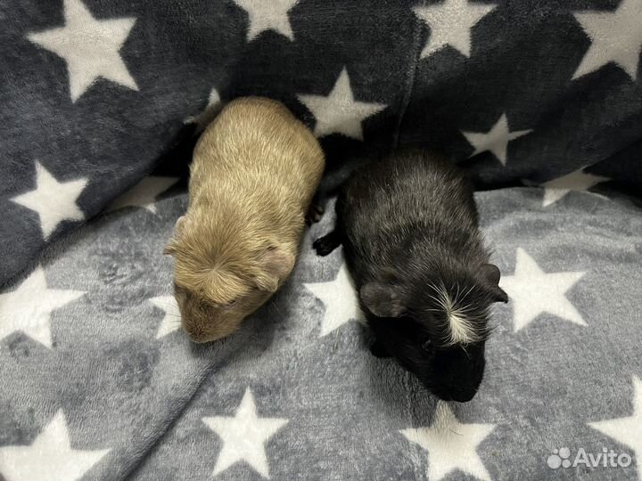Морские свинки крестед мальчишки