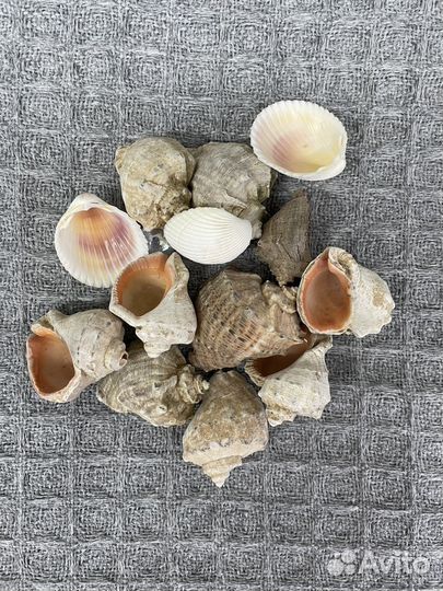 Ракушки улиток для творчества разные