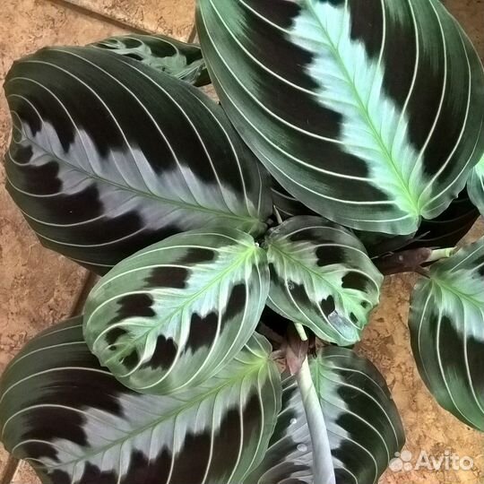 Маранта Массанжа