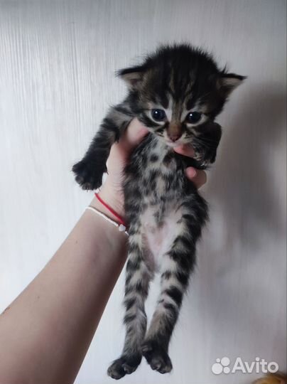 Котята
