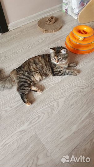 Домашняя передержка кошек