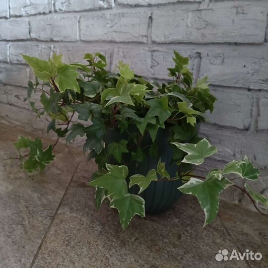 Плющ хедера