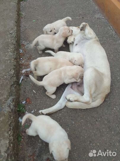 Щенки лабрадора