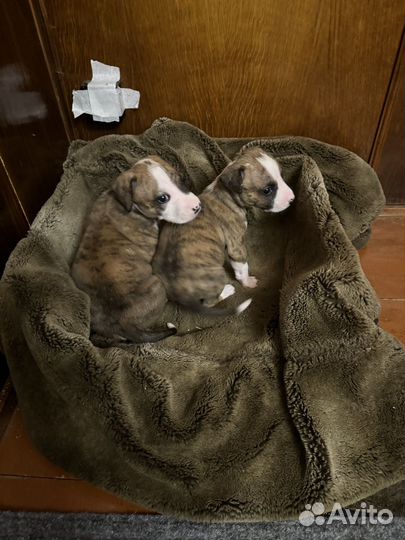 Щенки амстаффа